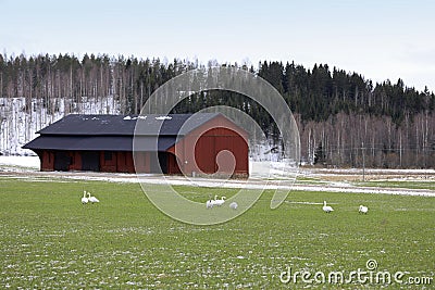 Migrating Swans on Green Field Stock Photo