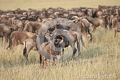 Migrating Wildebeest in the Mara Stock Photo