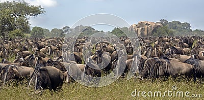 Migrating wildebeest Stock Photo