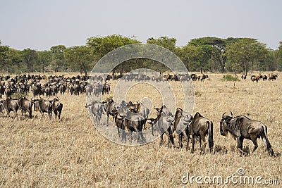 Migrating Wildebeest in the Serengeti Stock Photo