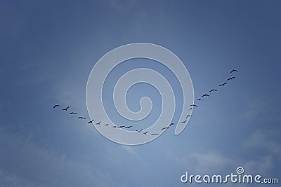 Migration Stock Photo