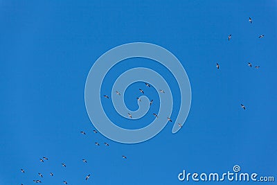 Migration of common cranes Grus from wintering. Birds flying in blue sky on spring day Stock Photo