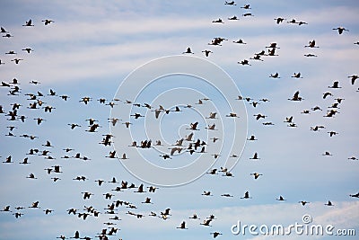 Migration of flock of cranes in the sky Stock Photo