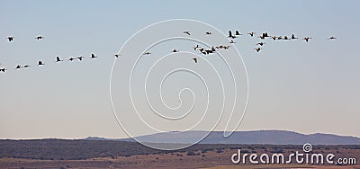 Migration of flock of cranes in the sky Stock Photo
