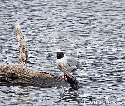 Migration Gull rests on Dryden Lake driftwood log Stock Photo