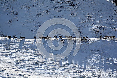 Migration of Ibex. Herd of goats walking on the ridge of the Tien Shan Stock Photo