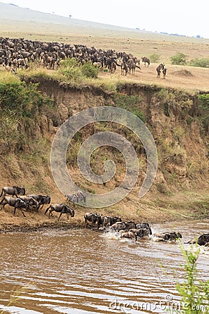 The migration of large herds of wildebeest. Kenya, Africa Stock Photo