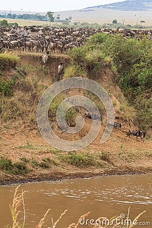 The migration of large herds of wildebeest on Mara River. Africa Stock Photo