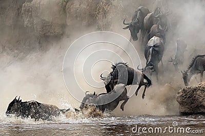 Migration of wildebeest Stock Photo