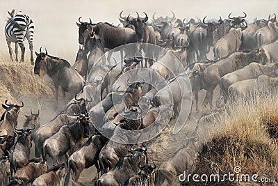 Migration of wildebeest Stock Photo