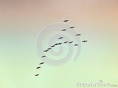 Migratory birds Stock Photo