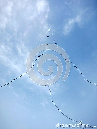 Migratory Birds Flying in Formation Stock Photo