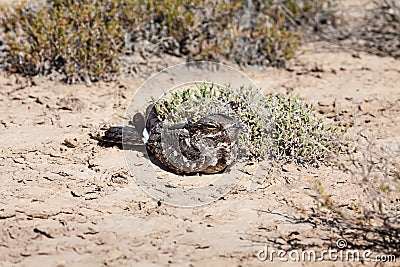 Migratory European Nightjar (Caprimulgus europaeus) sitting on a ground in natural desert habitats Stock Photo