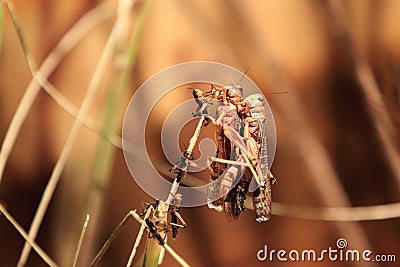 Migratory locust Stock Photo