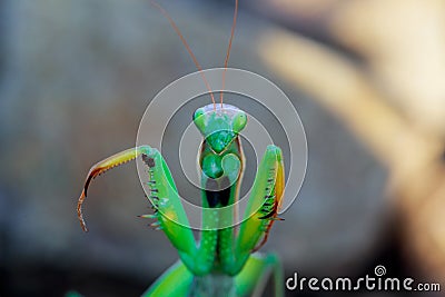 migratory locust head with high depth focus Stock Photo