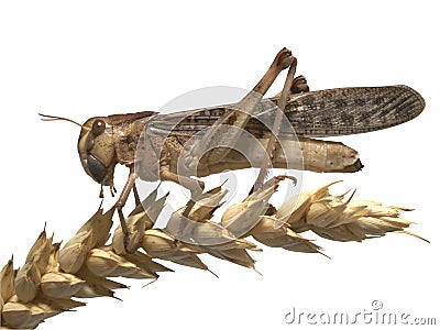 Migratory locust - (Locusta migratoria) Stock Photo