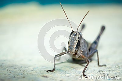 Migratory Locust, Locust, Locusta migratoria. Grasshopper Locust isolated on white background. Locust attack in india Stock Photo