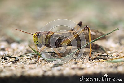 Migratory locust (Locusta migratoria). Stock Photo