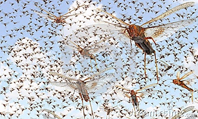 Migratory locust swarm Stock Photo