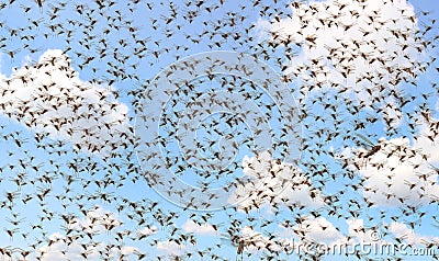 Migratory locust swarm Stock Photo