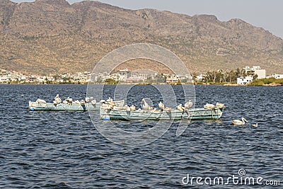 Migratory Pelican Birds on boats on Lake Anasagar in Ajmer. India Stock Photo