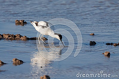 Migratory Pied avocet (Recurvirostra avosetta) Stock Photo