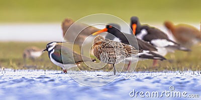 Migratory Wader Birds resting in Wetland Stock Photo