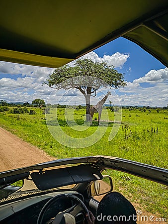 Mikumi, Tanzania - December 6, 2019: giraffes in Mikumi National Park stand near a green tree. Vertical Editorial Stock Photo