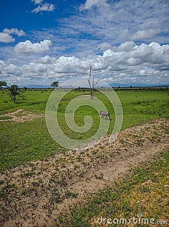 Mikumi, Tanzania - December 6, 2019: pumba known as a phacochoerus walks through the green savanna. Vertical Stock Photo