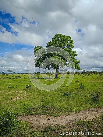 Mikumi, Tanzania - December 6, 2019: a single beautiful African tree in the savanna against the blue sky of the Mikumi national Stock Photo