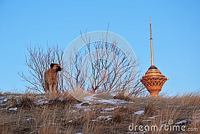 Milad Tower and a dog against blue sky Stock Photo