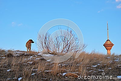 Milad Tower and a dog against blue sky Stock Photo