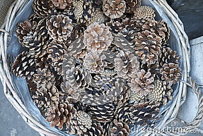 Pinecones in a box Stock Photo