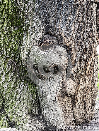 Human shape in a trunk Stock Photo