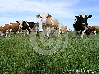 Milch Cows Stock Photo