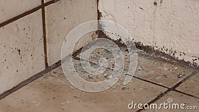 Mildewed Walls Stock Photo