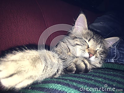 Cuddling with kitty Milena Stock Photo