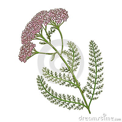 Milfoil Plant Colored Detailed Illustration Vector Illustration