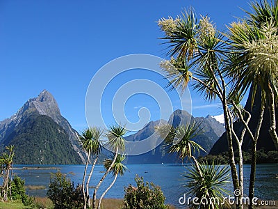 Milford Palmtrees Stock Photo