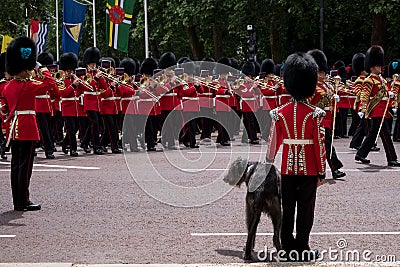 Military band marches down The Mall during Trooping the Colour military ceremony. Soldier with Irish Wolfhound dog salutes. Editorial Stock Photo