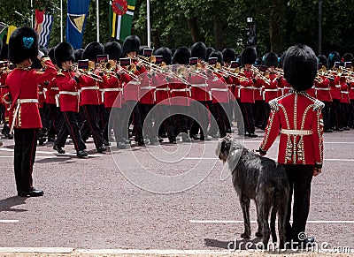 Military band marches down The Mall during Trooping the Colour military ceremony. Soldier with Irish Wolfhound dog salutes. Editorial Stock Photo