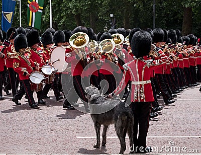 Military band marches down The Mall during Trooping the Colour military ceremony. Soldier with Irish Wolfhound dog salutes. Editorial Stock Photo