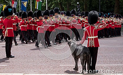 Military band marches down The Mall during Trooping the Colour military ceremony. Soldier with Irish wolfhound dog salutes. Editorial Stock Photo