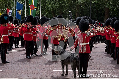 Military band marches down The Mall during Trooping the Colour military ceremony. Soldier with Irish Wolfhound dog salutes. Editorial Stock Photo