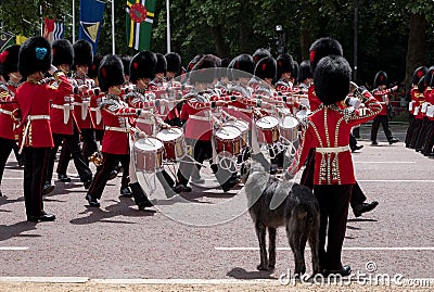 Military band marches down The Mall during Trooping the Colour military ceremony. Soldier with Irish Wolfhound dog salutes. Editorial Stock Photo