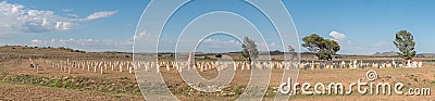 Military cemetery at Springfontein Editorial Stock Photo