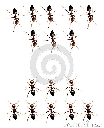 Military detachment of ants on a white background. macro Stock Photo