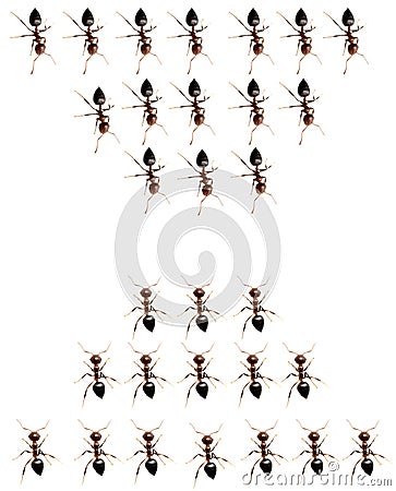 Military detachment of ants on a white background. Stock Photo