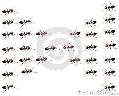 Military detachment of ants on a white background. macro Stock Photo