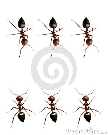 Military detachment of ants on a white background. macro Stock Photo